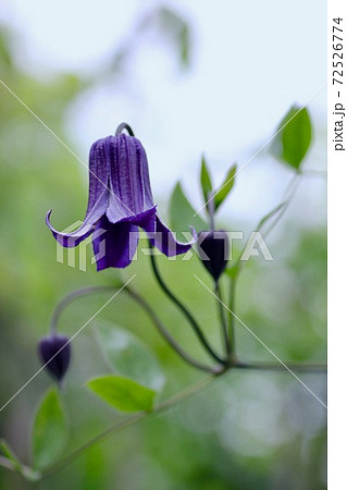 釣鐘型花の写真素材