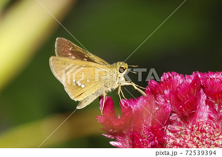 昆虫 蝶 セセリチョウ かわいいの写真素材