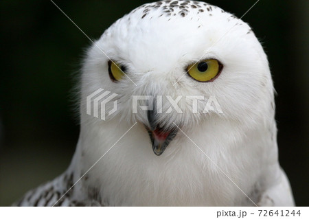 野鳥 フクロウ 顔 アップの写真素材