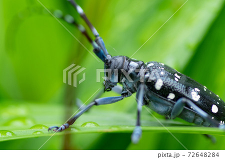 ゴマダラカミキリ カミキリムシ 白黒 夏の写真素材