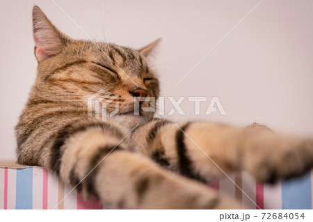 アメリカンショートヘアー 寝顔 猫 アメショーの写真素材