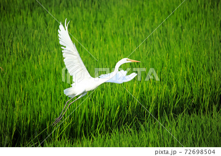 田 田んぼ 白い鳥 自然の写真素材