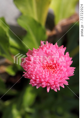 雛菊 花 ヒナギク 雨雫の写真素材 - PIXTA