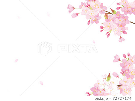 桜の木 櫻 桜 桜吹雪のイラスト素材