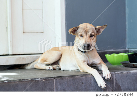 伏せ 犬の写真素材