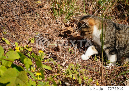 拝み猫の写真素材