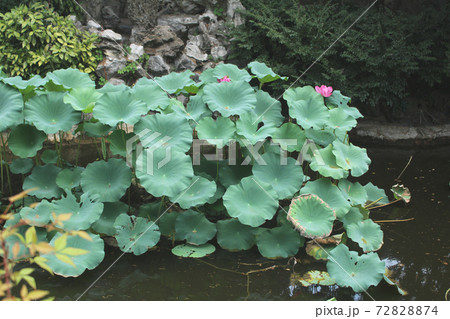 中国庭園 植物の写真素材