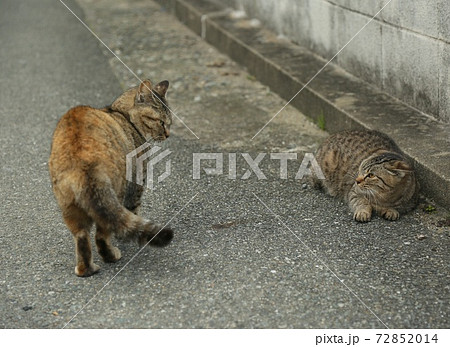 睨み合い 動物 喧嘩の写真素材