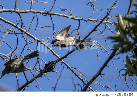 飛び立つ瞬間 鳥の写真素材