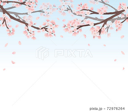 寄せ書き 桜のイラスト素材