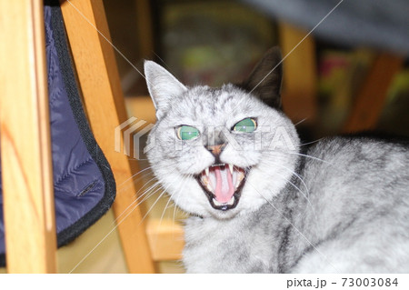 怒る 動物の写真素材