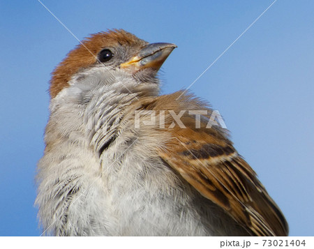 ふっくら雀 かわいいの写真素材