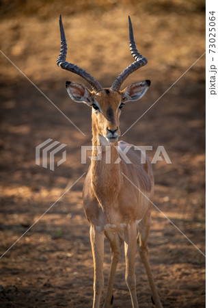 インパラ 動物の写真素材