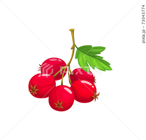 サンザシのイラスト素材 サンザシのイラスト素材