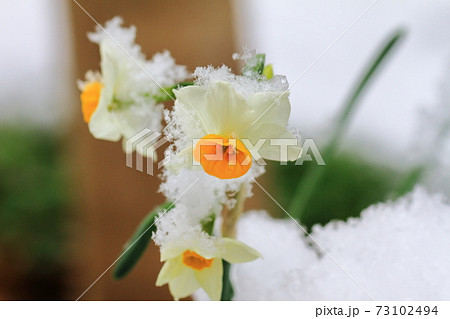 綿帽子 花の写真素材