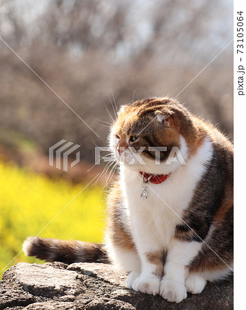ブサカワ 動物の写真素材