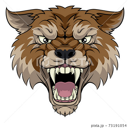 オオカミの正面顔 狼の写真素材