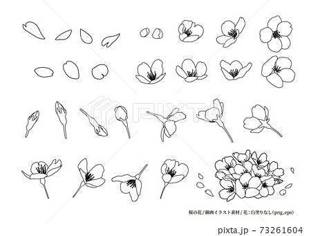 白黒 桜 花 シンプルのイラスト素材