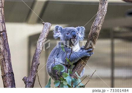 コアラの写真素材集 ピクスタ