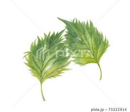 大葉のイラスト素材