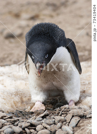 威嚇 ペンギンの写真素材