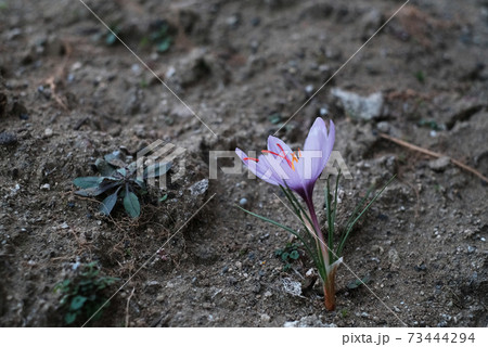 サフラン 花の写真素材