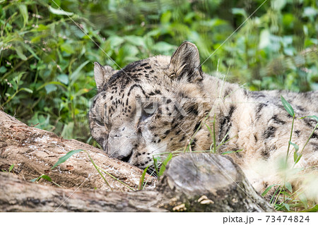 ユキヒョウの写真素材