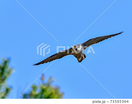 ハヤブサ 自然 鳥 かっこいいの写真素材
