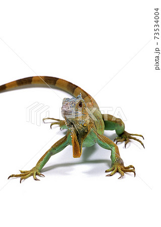 勇ましい 動物の写真素材