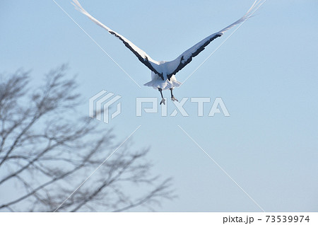 飛び立つ後ろ姿の写真素材