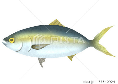 ハマチ， はまち子、水彩， 描かれた， 魚｜美術品 - 絵画