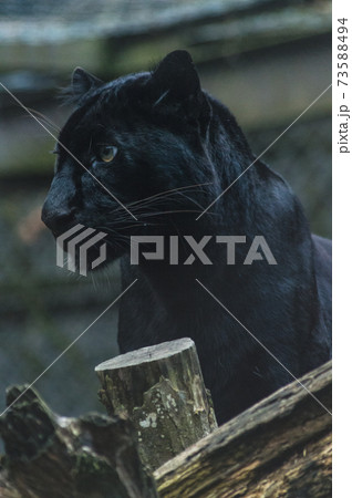 黒ひょう 猛獣 ネコ科の写真素材