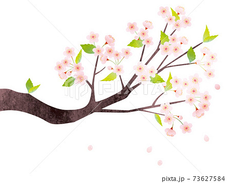 葉桜のイラスト素材