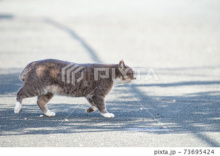 猫 ネコ 正面 歩くの写真素材