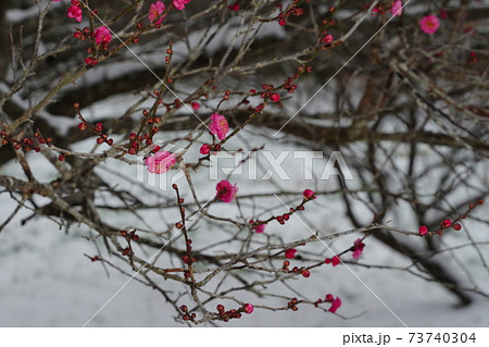 冬 雪 梅 花の写真素材