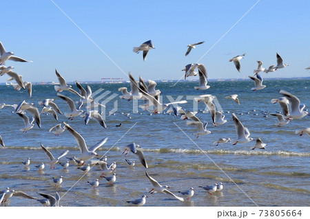 飛び立つ瞬間 鳥の写真素材