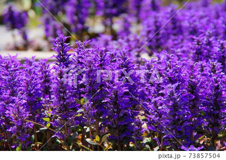 アジュガ 花びら 植物の写真素材