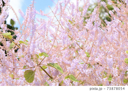 メイフラワー 花の写真素材