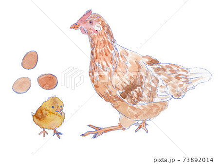 にわとりのイラスト素材集 ピクスタ