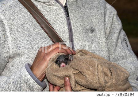 ポッサム かわいい 動物 茶色の写真素材