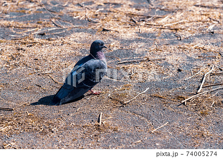 ハト 鳩 の写真素材集 ピクスタ