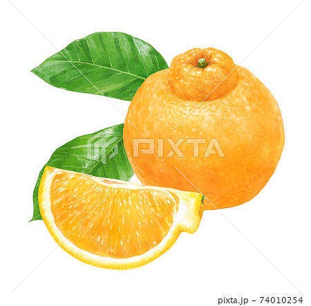 オレンジのイラスト素材