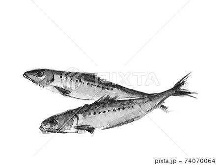 イワシのイラスト素材 Pixta