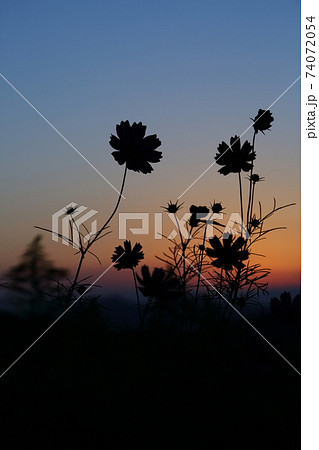 コスモス シルエット 花 植物の写真素材