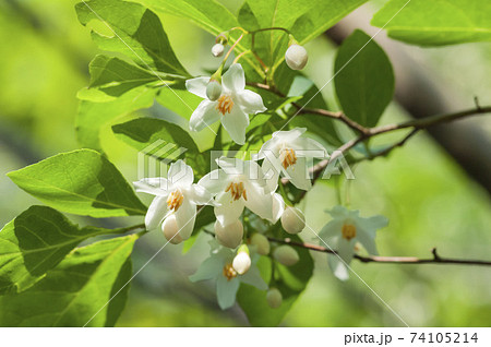エゴの花 花 白色 えごのはなの写真素材