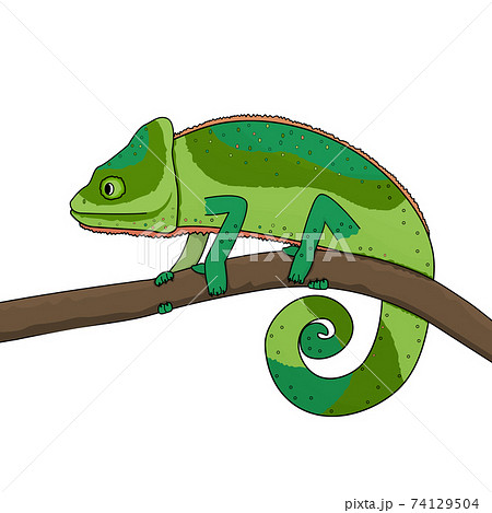 動物 カメレオン 自然 かわいいのイラスト素材