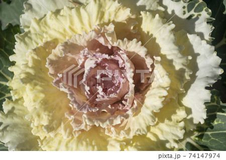 ミニ葉牡丹 葉ボタンの写真素材