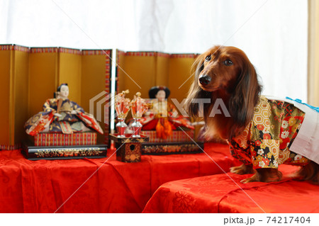 犬 ひな祭り 雛人形 お雛様の写真素材