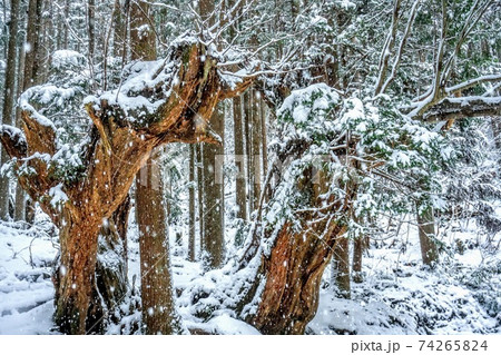 杉 雪 杉の木 降雪の写真素材 - PIXTA