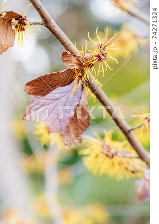 まんさくの花の写真素材